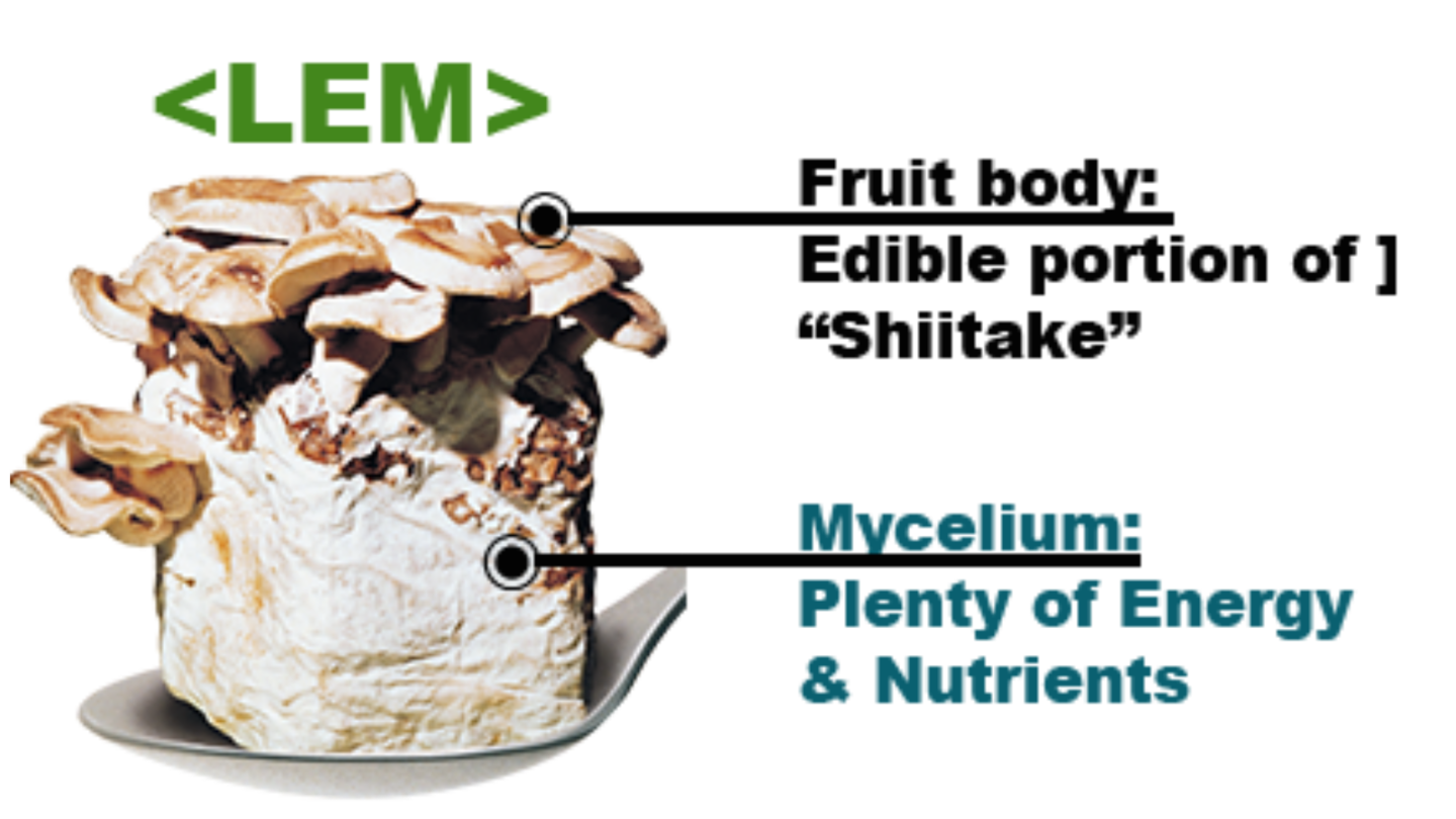 シイタケ菌糸体抽出物