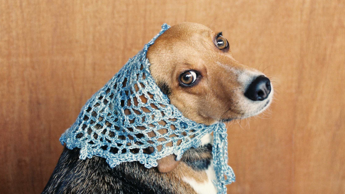 シイタケ菌糸体抽出物ペットサプリ